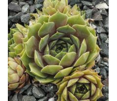 Sempervivum MINT FROSTING