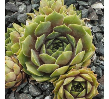 Sempervivum MINT FROSTING