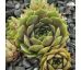 Sempervivum MINT FROSTING
