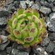 Sempervivum NUNATAK