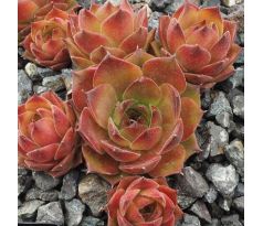 Sempervivum ONE HUNDRED