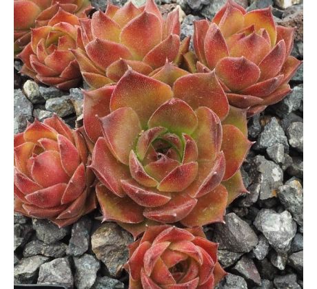 Sempervivum ONE HUNDRED