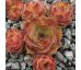 Sempervivum ONE HUNDRED