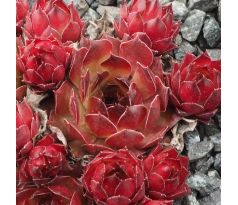 Sempervivum ORANGE PERFECTION