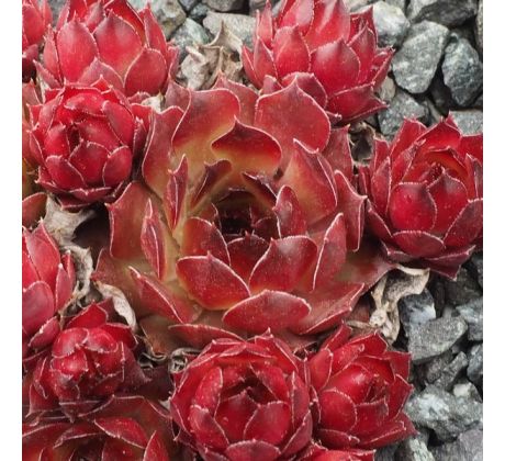 Sempervivum ORANGE PERFECTION