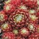 Sempervivum ORANJE TEAM
