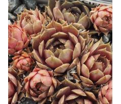 Sempervivum PACIFIC BLUE ICE