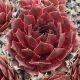 Sempervivum OTHELLO