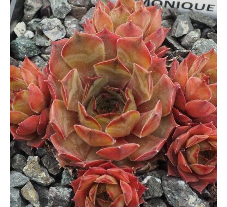 Sempervivum PINK MONIQUE
