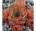 Sempervivum PINK MONIQUE