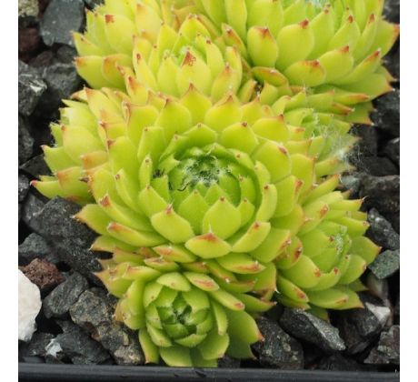 Sempervivum QUATSCH