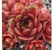 Sempervivum RECTONII