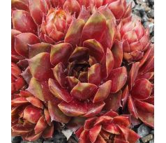 Sempervivum RECTONII