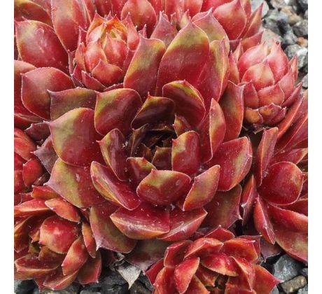 Sempervivum RECTONII