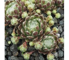Sempervivum RUBRUM