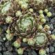 Sempervivum RUBRUM