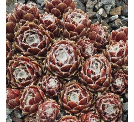 Sempervivum ROTHAUT