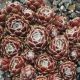 Sempervivum ROTHAUT