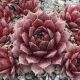 Sempervivum RUBEN
