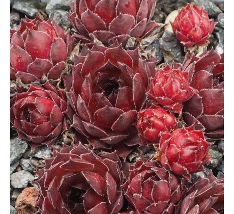 Sempervivum RWÔT ZAT