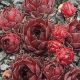 Sempervivum RWÔT ZAT