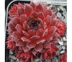 Sempervivum SARDONYX