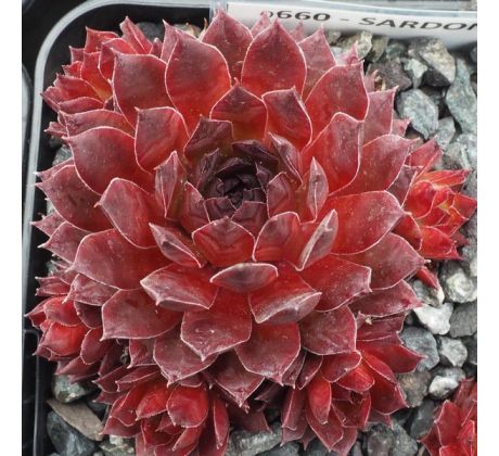 Sempervivum SARDONYX