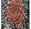 Sempervivum SHAPE SHIFTER