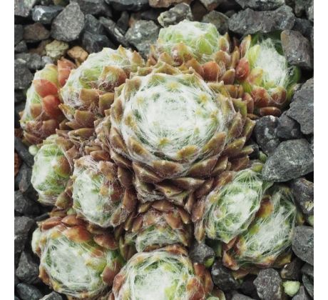 Sempervivum SILVER CADILLAC
