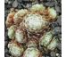 Sempervivum SILVER CADILLAC