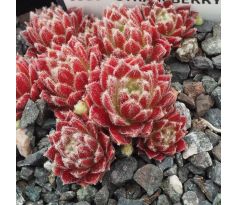 Sempervivum STRAWBERRY ICE