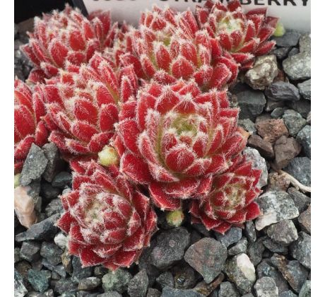 Sempervivum STRAWBERRY ICE