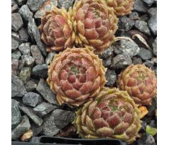 Sempervivum SUITE MINUET