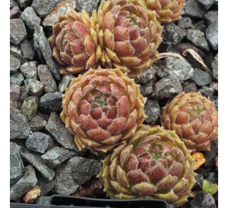 Sempervivum SUITE MINUET