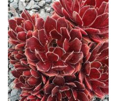 Sempervivum SUMMER SYMPHONY