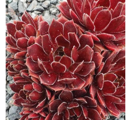 Sempervivum SUMMER SYMPHONY