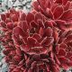 Sempervivum SUMMER SYMPHONY