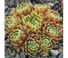 Sempervivum SUNBURST