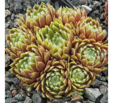 Sempervivum SUNBURST