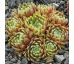 Sempervivum SUNBURST
