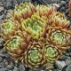 Sempervivum SUNBURST