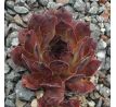 Sempervivum SUNRAY SENSATION