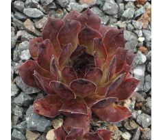 Sempervivum SUNRAY SENSATION