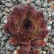 Sempervivum SUNRAY SENSATION