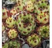 Sempervivum SUZANNA