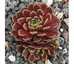 Sempervivum TAMBIMUTTU
