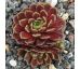 Sempervivum TAMBIMUTTU