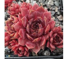 Sempervivum TINNER BELL