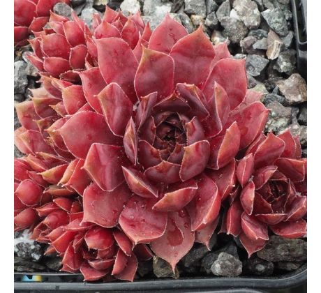 Sempervivum TINNER BELL