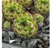 Sempervivum TOUR DE FORCE A